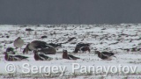 Video of Red-breasted goose - Red-breasted Goose eating grass in winter snow fields